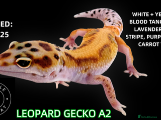 Leopard Gecko reptiles BABY LEOPARD GECKOS!! - Advert 1