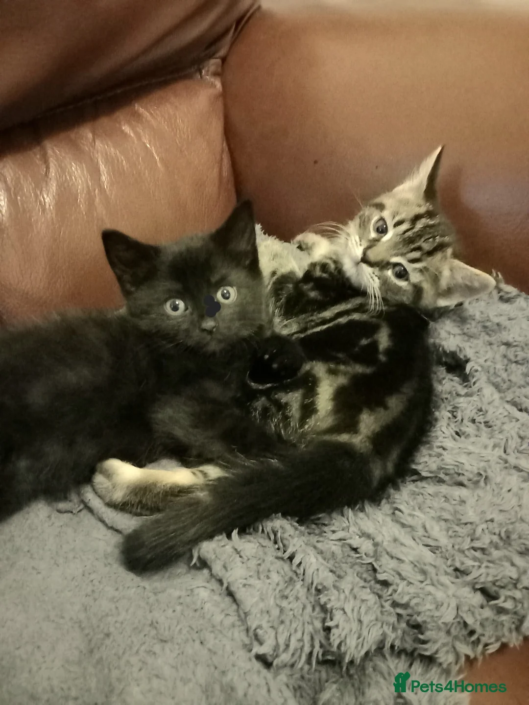 British Shorthair cats for sale: 3 Chunky Beautiful Cheeky Kittens - Advert 2