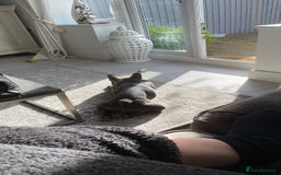 French Bulldog dogs for sale: Blu frenchie  - Image 4