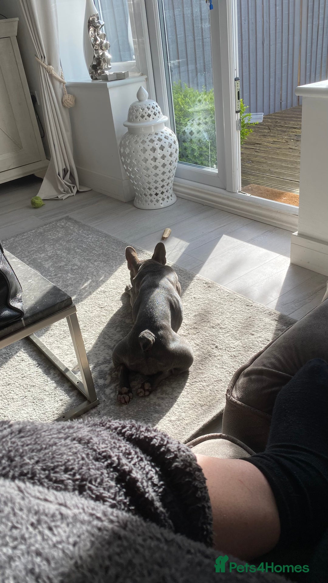 French Bulldog dogs for sale: Blu frenchie  - Image 4