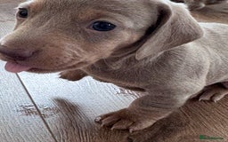Miniature Dachshund dogs for sale: Gorgeous Miniature Daschunds  - Image 13