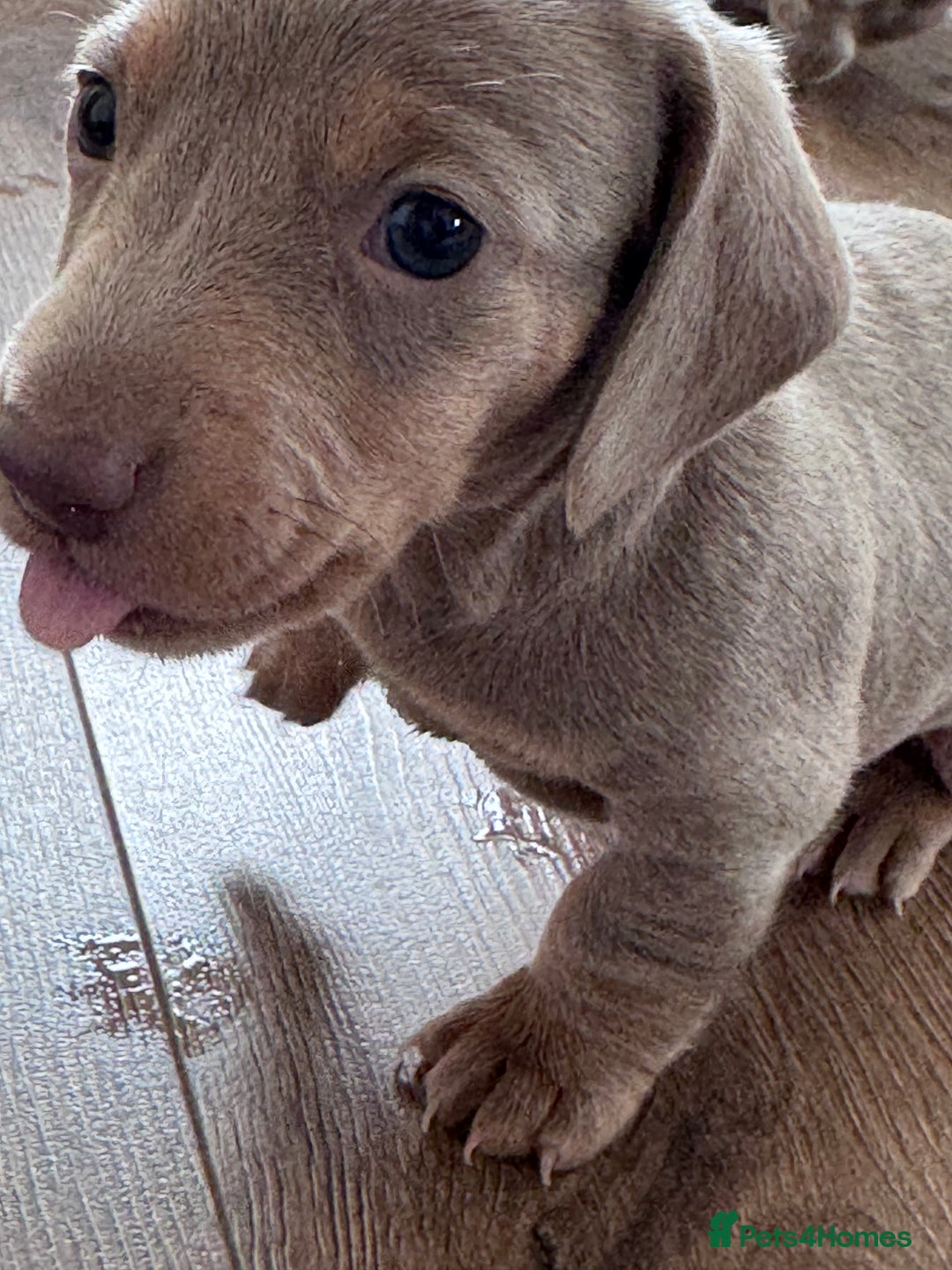Miniature Dachshund dogs for sale: Gorgeous Miniature Daschunds  - Image 13