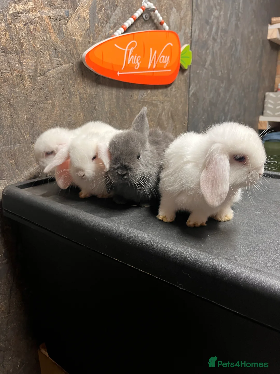 Mini Lop rabbits for sale: mini lop in Leicester - Advert 1