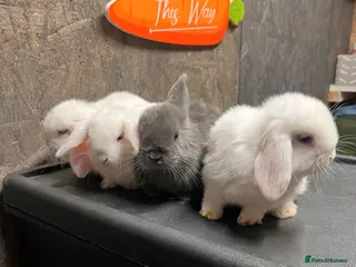 Mini Lop rabbits mini lop - Advert 4
