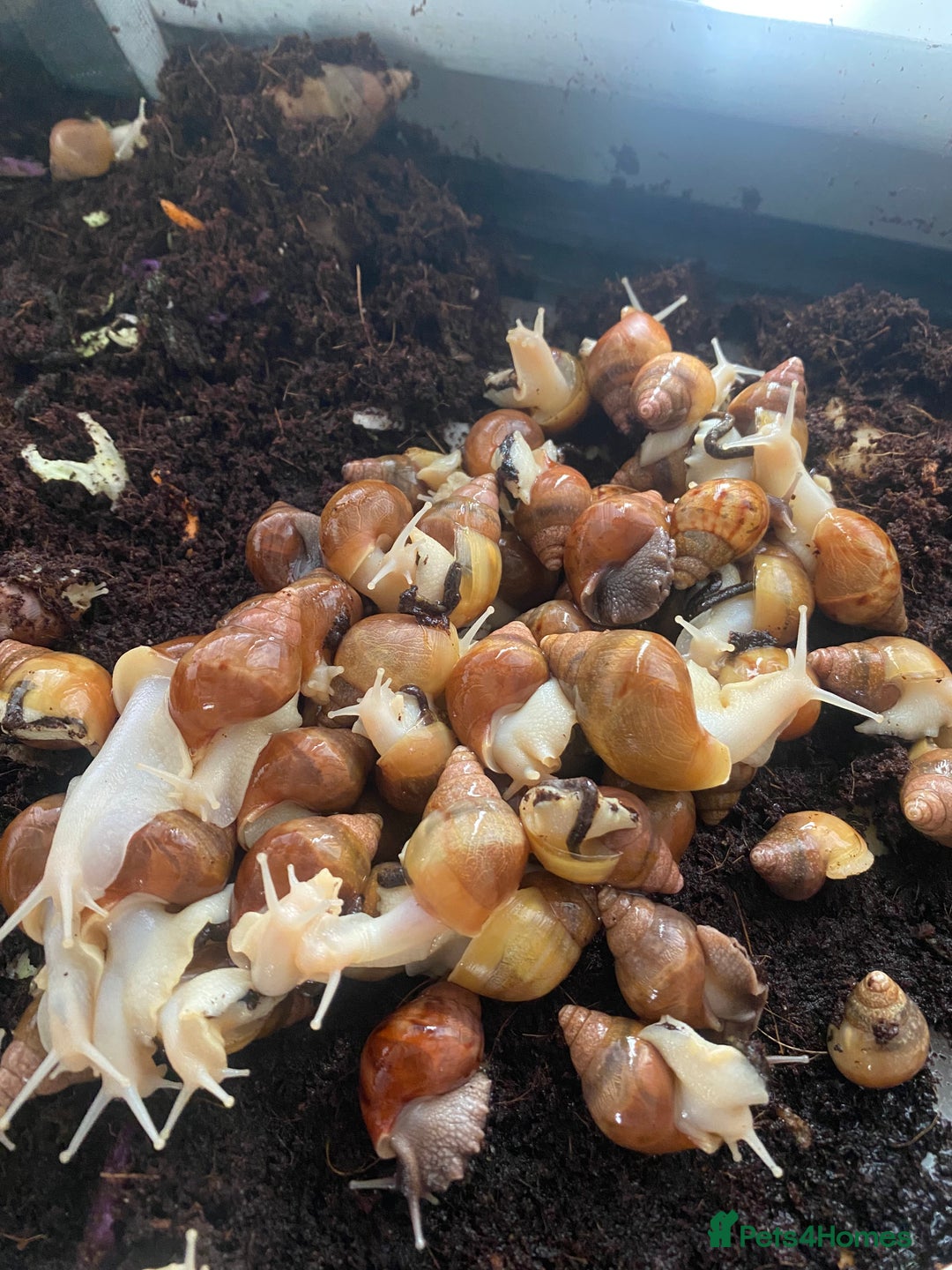 Snails invertebrates for sale: Beautiful Variety of African Land Snails  - Image 9
