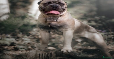 Cane Corso dogs - Advert 2