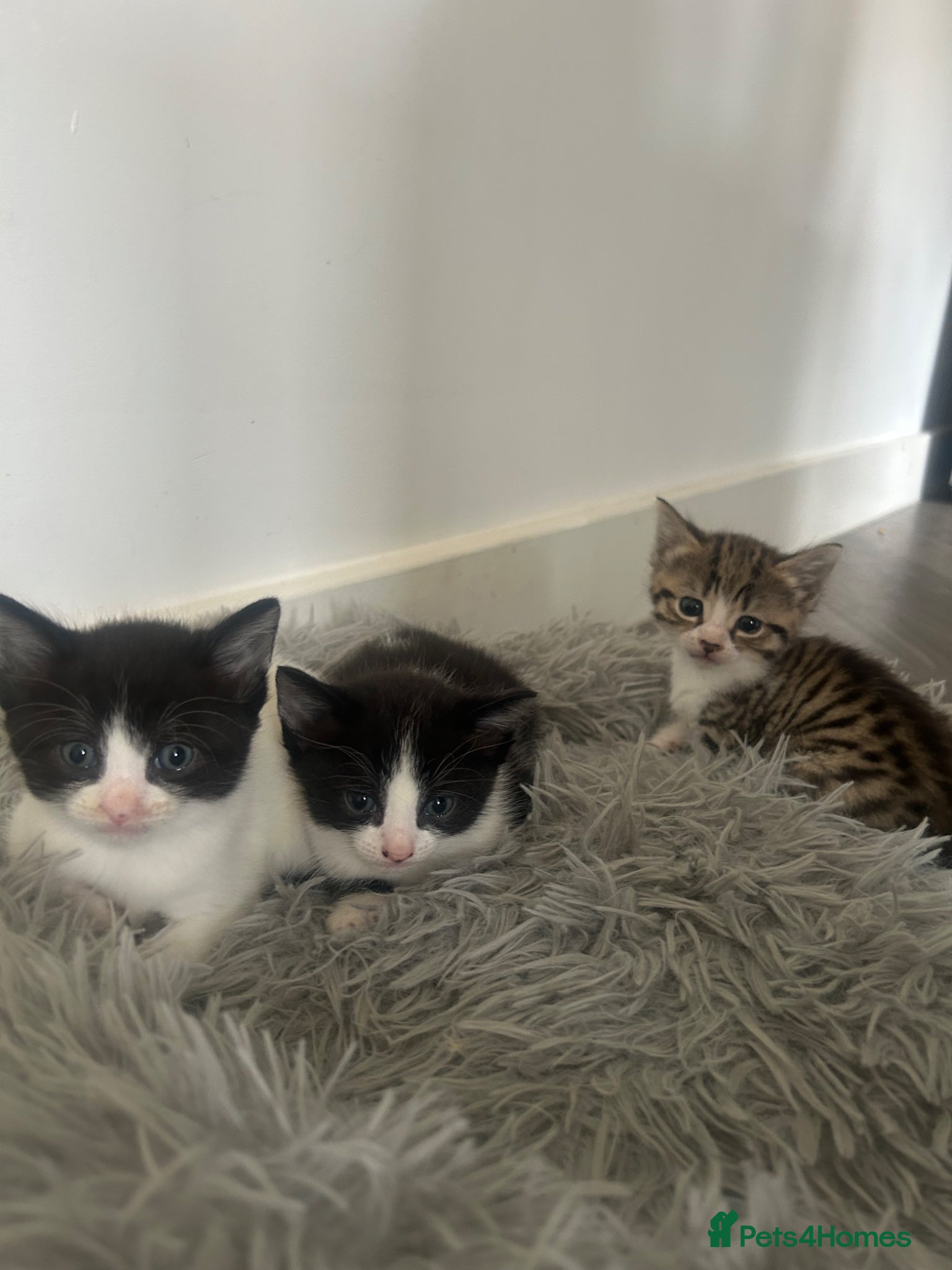 Norwegian Forest Cat cats 2 Norwegian Forrest kittens   - Advert 10