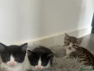 Norwegian Forest Cat cats 2 Norwegian Forrest kittens - Advert 10