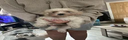 Cockapoo dogs for sale: Cockapoo puppies - Advert 5