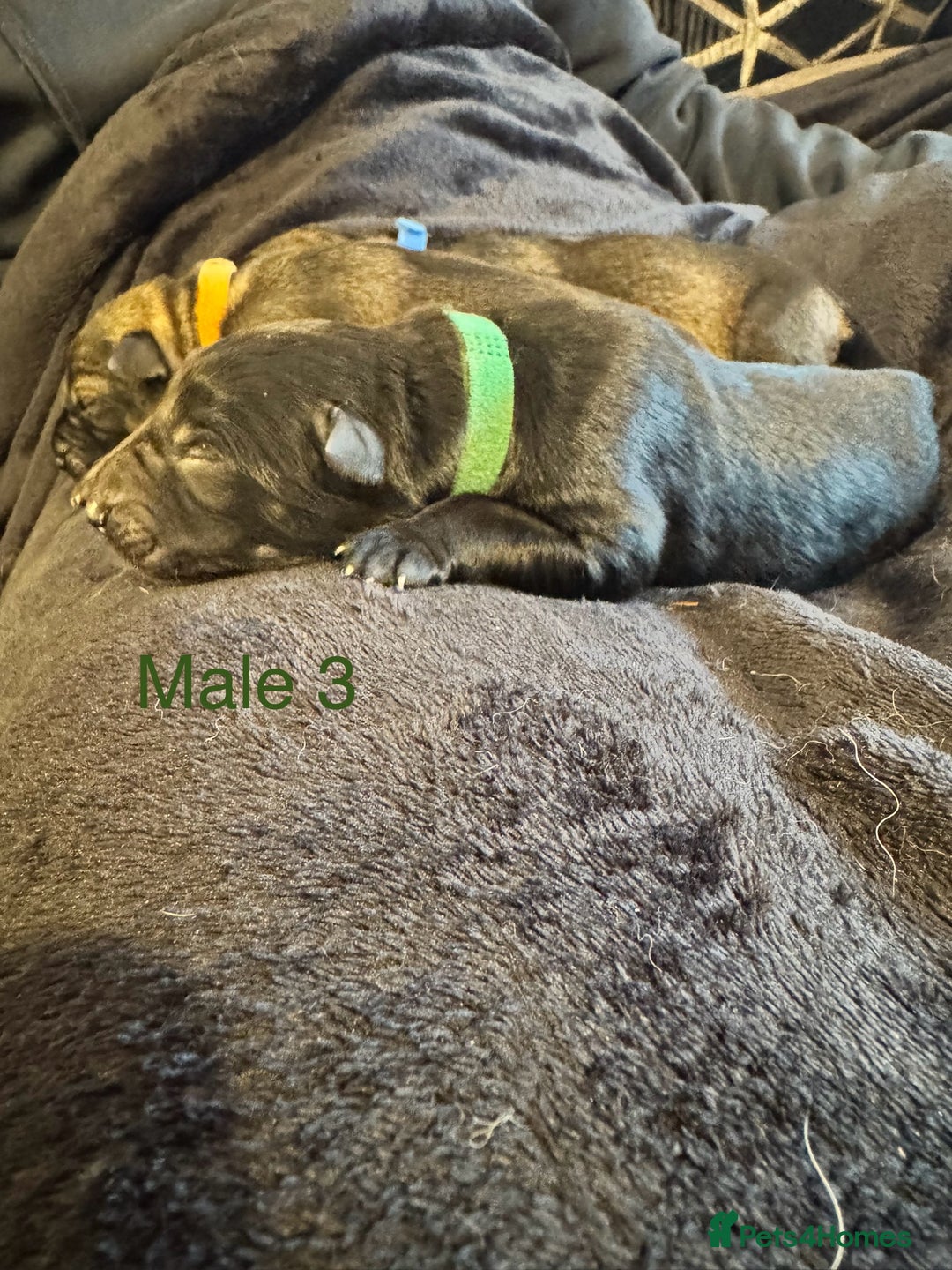 German Shepherd dogs for sale: 🧬Working Line German Shepherds, Full HealthTested - Advert 23