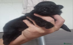 Pomeranian dogs for sale: Beautiful litter of poms  - Image 12