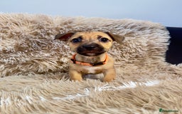 Jack Russell dogs for sale: Much Wenlock Mix Miniature Jack Russell Puppies - Image 13