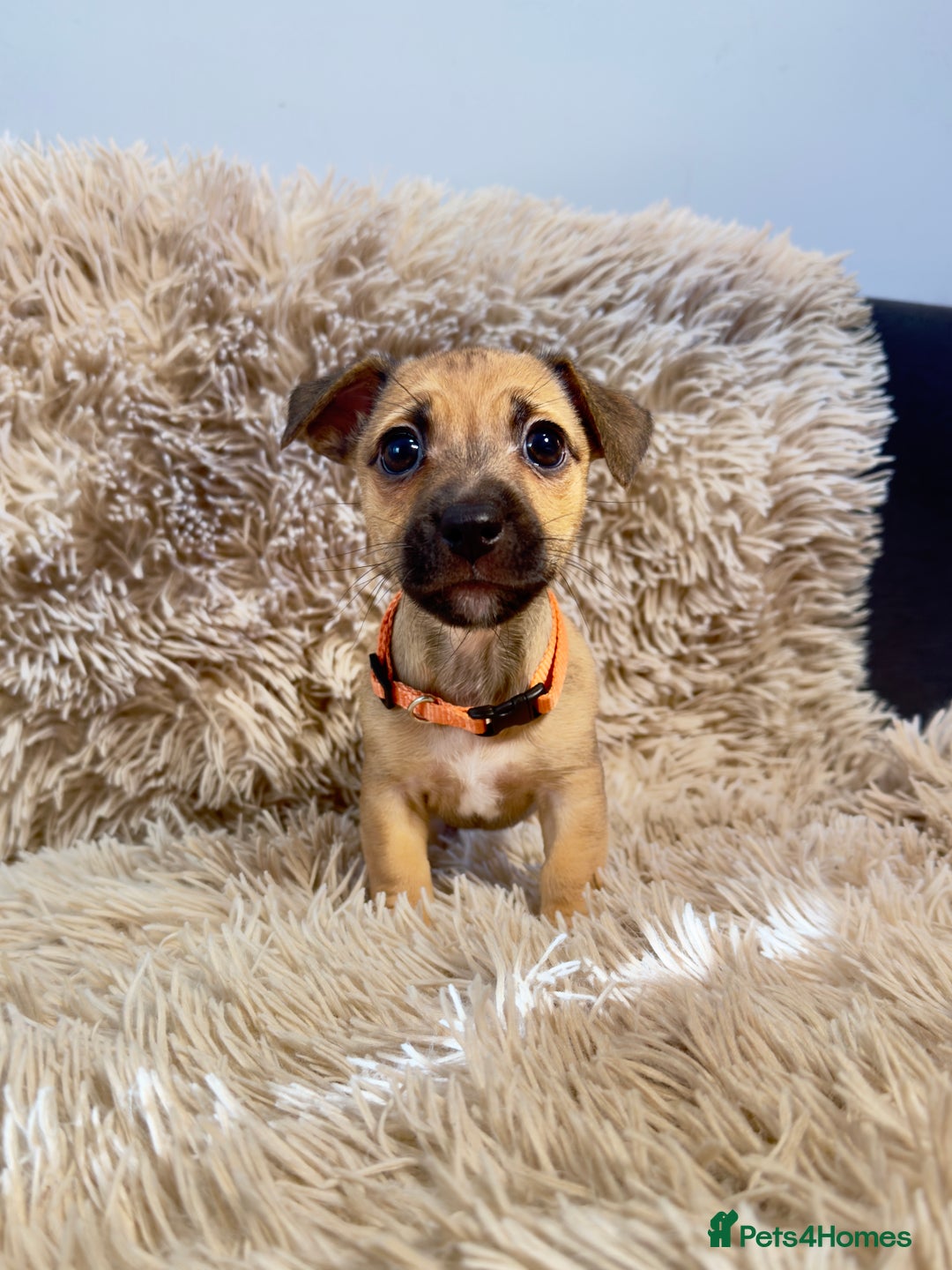 Jack Russell dogs for sale: Much Wenlock Mix Miniature Jack Russell Puppies - Image 13