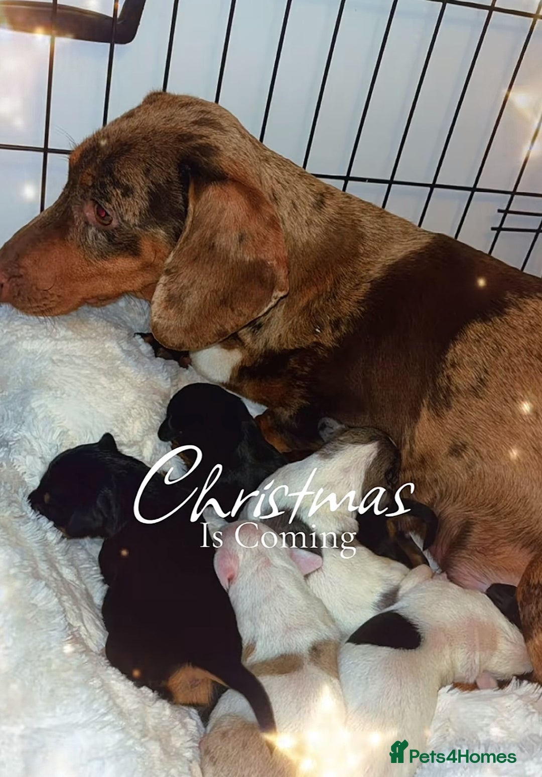 Dachshund dogs for sale: Dachshund puppies  - Advert 1