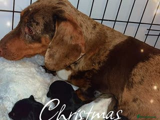 Dachshund dogs Dachshund puppies - Advert 11