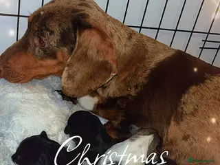 Dachshund dogs Dachshund puppies - Advert 9