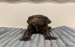 Cocker Spaniel dogs for sale: Working cocker spaniels  - Image 2