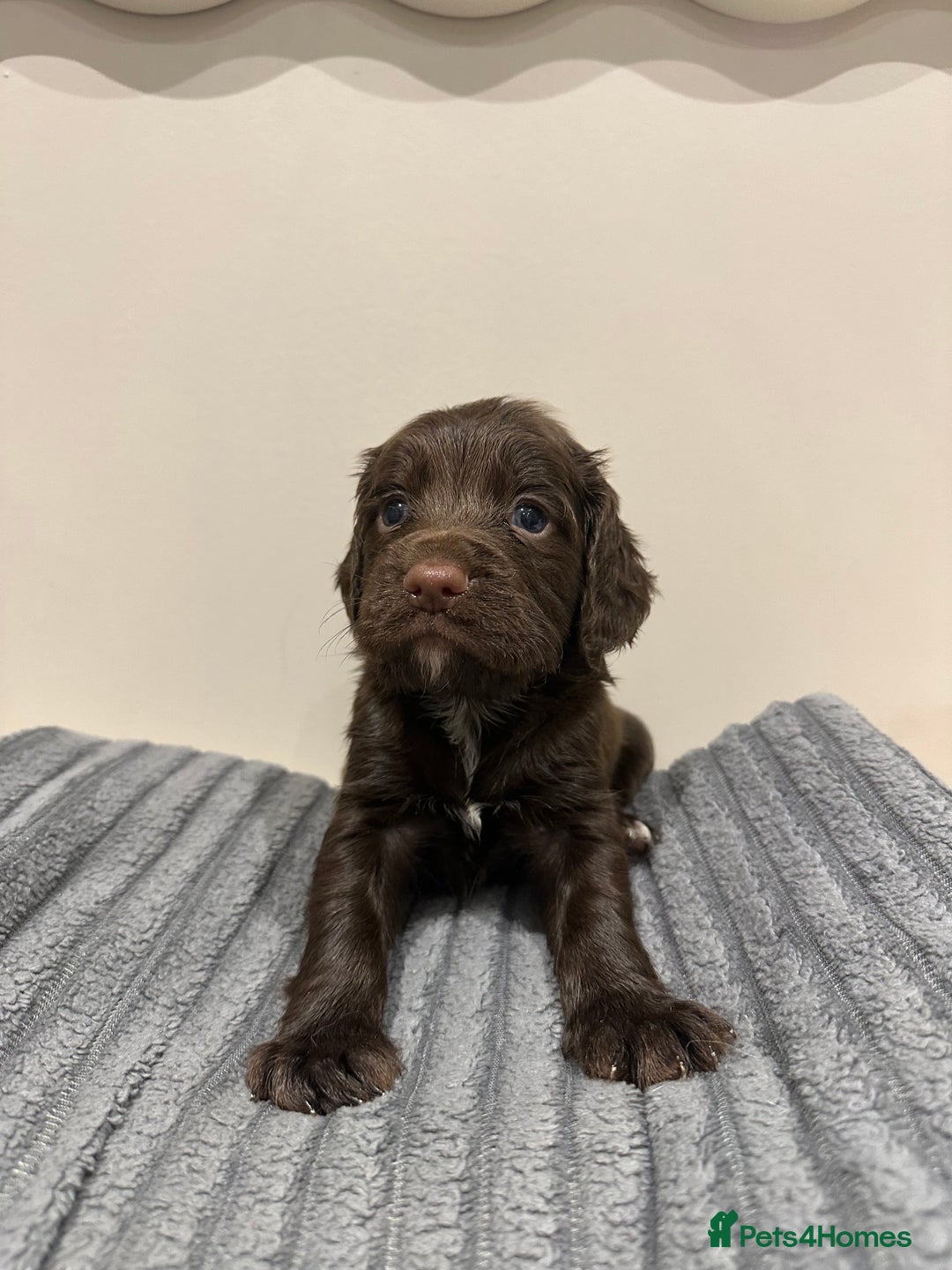 Cocker Spaniel dogs for sale: Working cocker spaniels  - Image 2