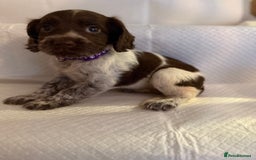 Cocker Spaniel dogs for sale: 4 cocker spaniel pups for sale  - Image 8