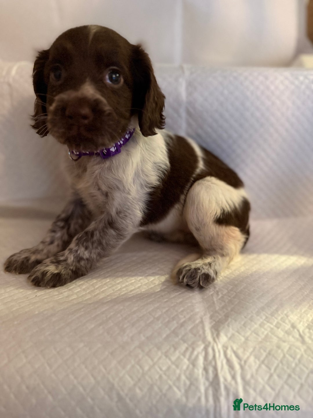 Cocker Spaniel dogs for sale: 4 cocker spaniel pups for sale  - Image 8