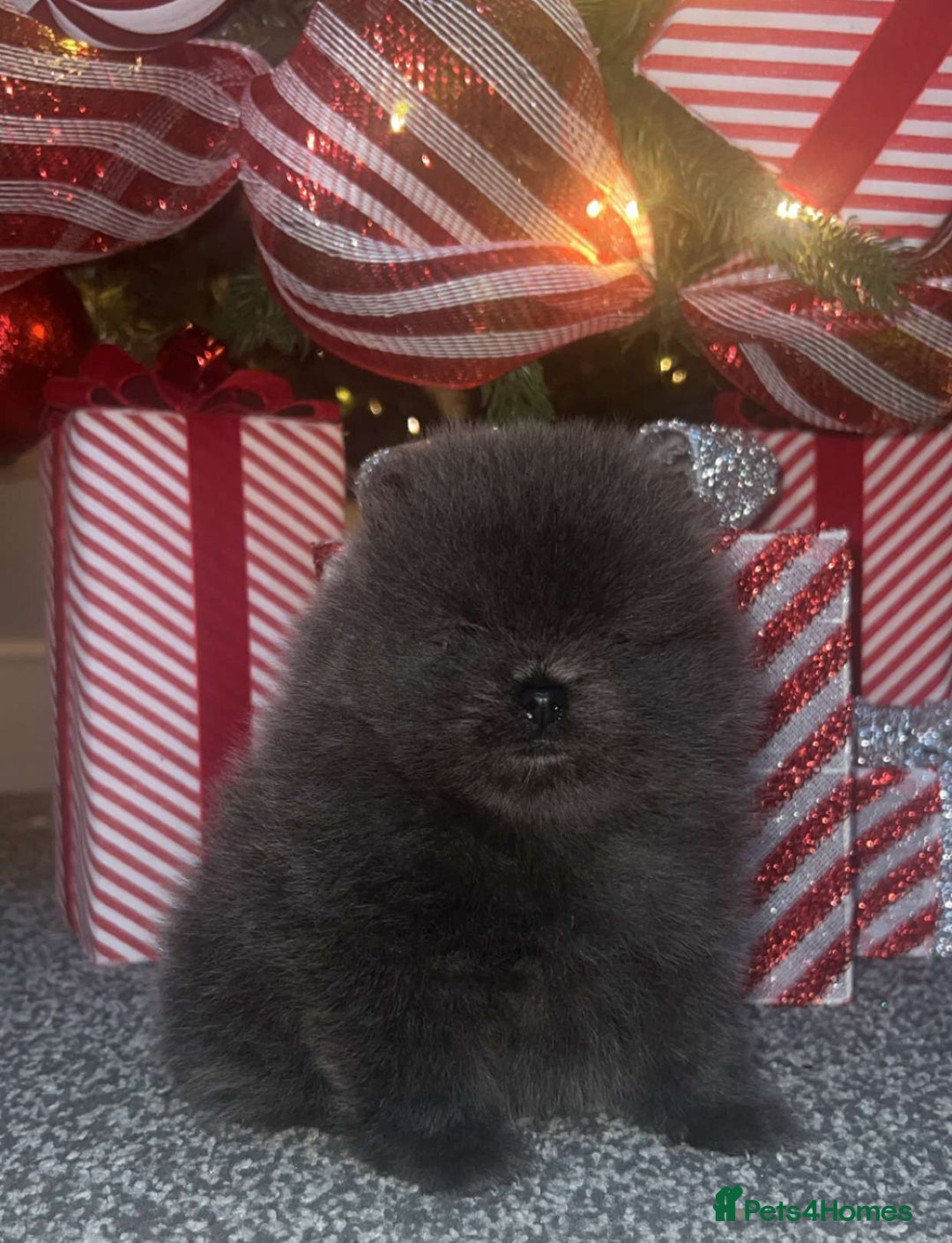 Pomeranian dogs for sale: Outstanding pomeranians - Advert 4