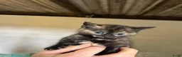 Mixed Breed cats for sale: Kittens for sale in Wotton-under-Edge - Advert 6