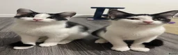 Domestic Shorthair cats for sale: Two beautifully marked male kittens - Advert 22