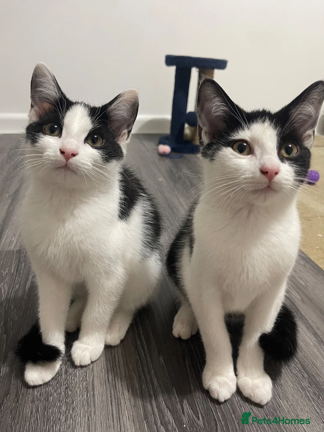 Domestic Shorthair cats for sale: Two beautifully marked male kittens - Advert 22