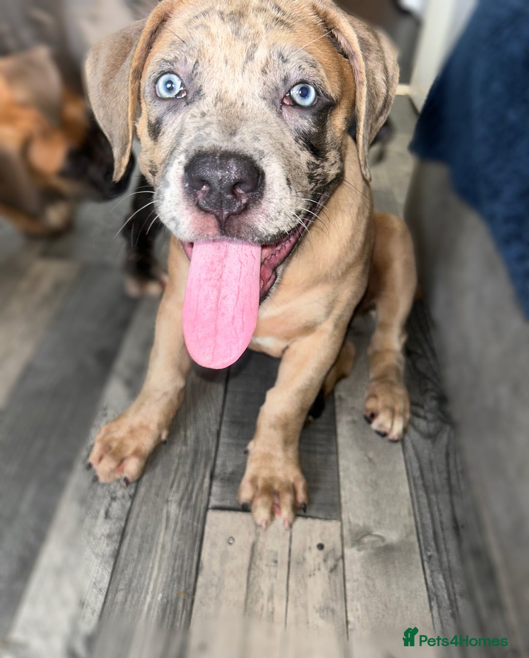 Mixed Breed dogs for sale: Cane corso / American bully Puppies  - Image 3