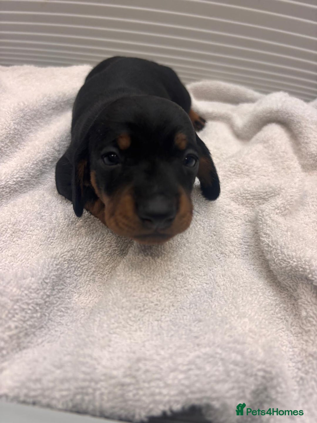 Miniature Dachshund dogs for sale: Mini Dachshund  - Image 15