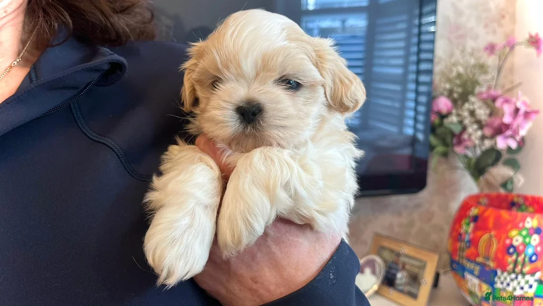 Shih Tzu dogs for sale: Imperial Shih Tzu puppies in Dorchester - Advert 6