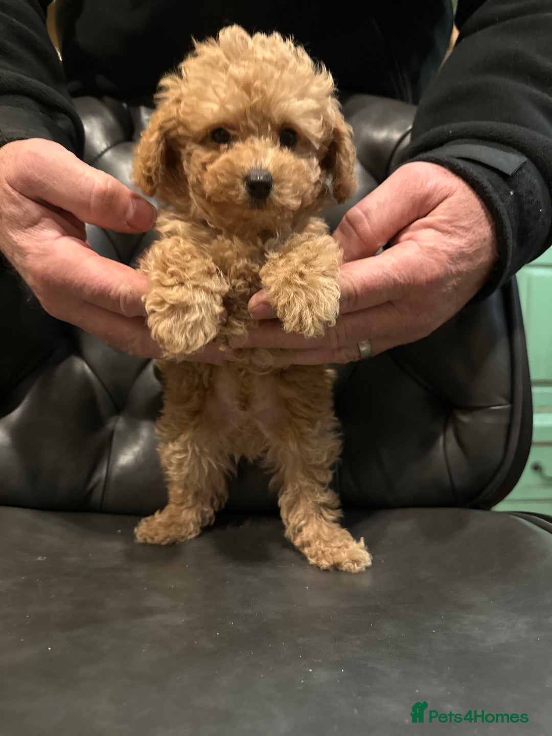 Mixed Breed dogs for sale: 5 BEAUTIFUL POODLE PUPPIES ONE GIRL 4 BOYS  - Advert 2