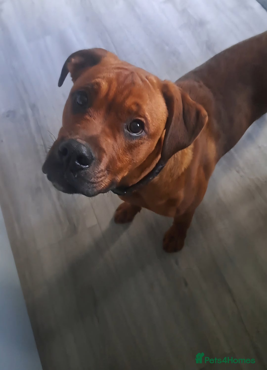 Mixed Breed dogs for sale: Boxodor  - Advert 2