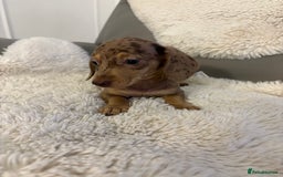Miniature Dachshund dogs for sale: Miniature dachshund puppies  - Image 7