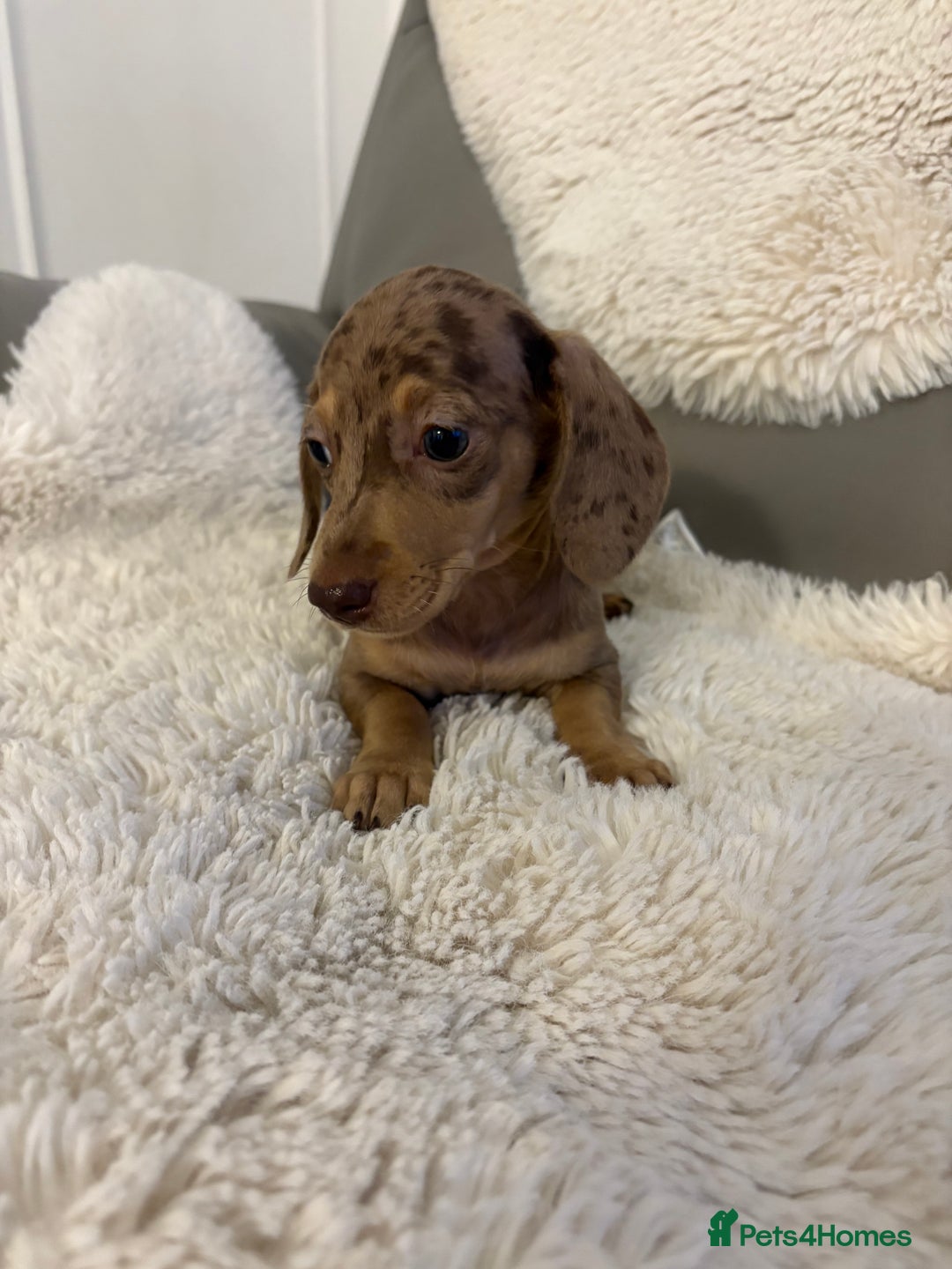 Miniature Dachshund dogs for sale: Miniature dachshund puppies  - Image 7