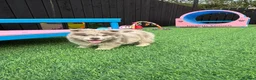 Chow Chow dogs for sale: Genuine exotic colour chowski puppies for sale - Advert 31