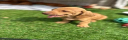 Miniature Dachshund dogs for sale: Beautiful mini dachshund pups ready for new homes  - Advert 12