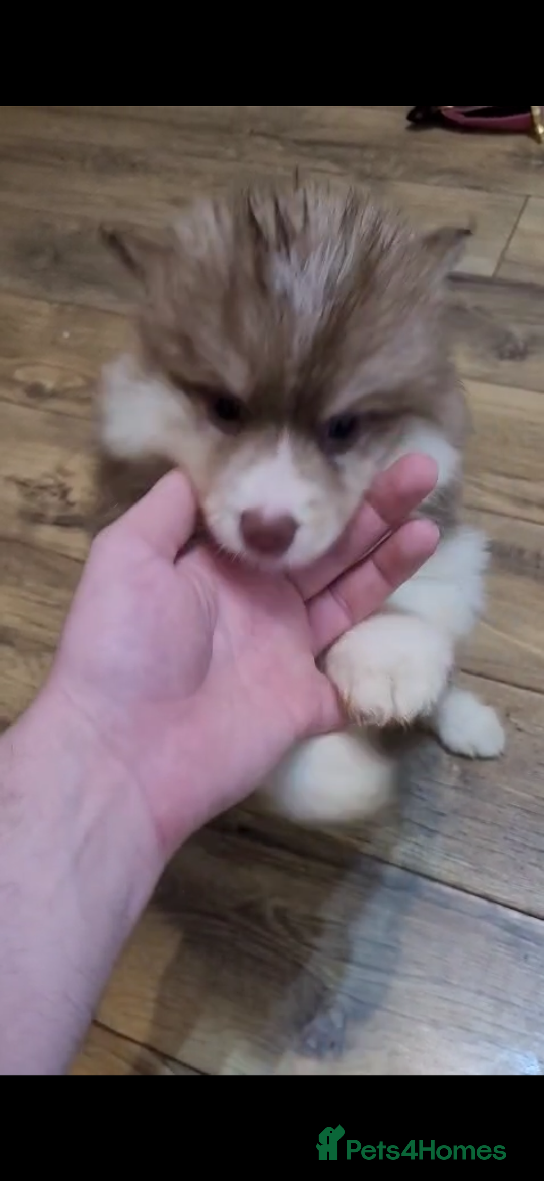 Pomsky dogs for sale: Pomsky Puppies - Image 8
