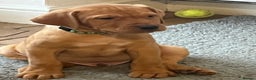 Mixed Breed dogs for sale: HUNGARIAN VIZSLA x FOX RED LABRADOR  - Advert 16