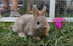Netherland Dwarf rabbits for sale: Various Netherland Dwarfs available from £20 - Image 18