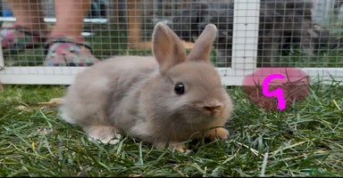 Netherland Dwarf rabbits - Advert 12