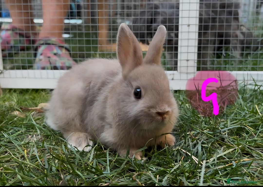 Netherland Dwarf rabbits for sale: Various Netherland Dwarfs available from £20 - Image 18