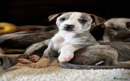 Whippet dogs for sale: Show Quality Blue Brindle KC Registered Whippets - Image 4