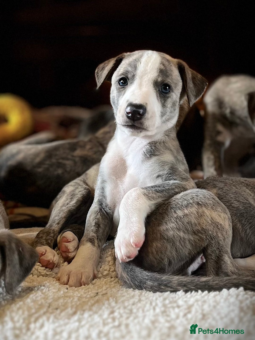 Whippet dogs for sale: Show Quality Blue Brindle KC Registered Whippets - Image 4