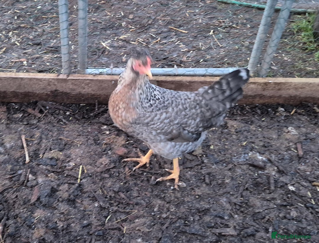 Chickens poultry for sale: Crested cream legbar ( Blue eggs)  - Advert 2