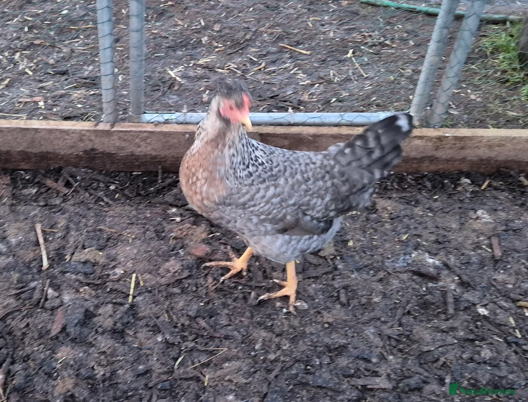 Chickens poultry for sale: Crested cream legbar ( Blue eggs)  - Advert 2