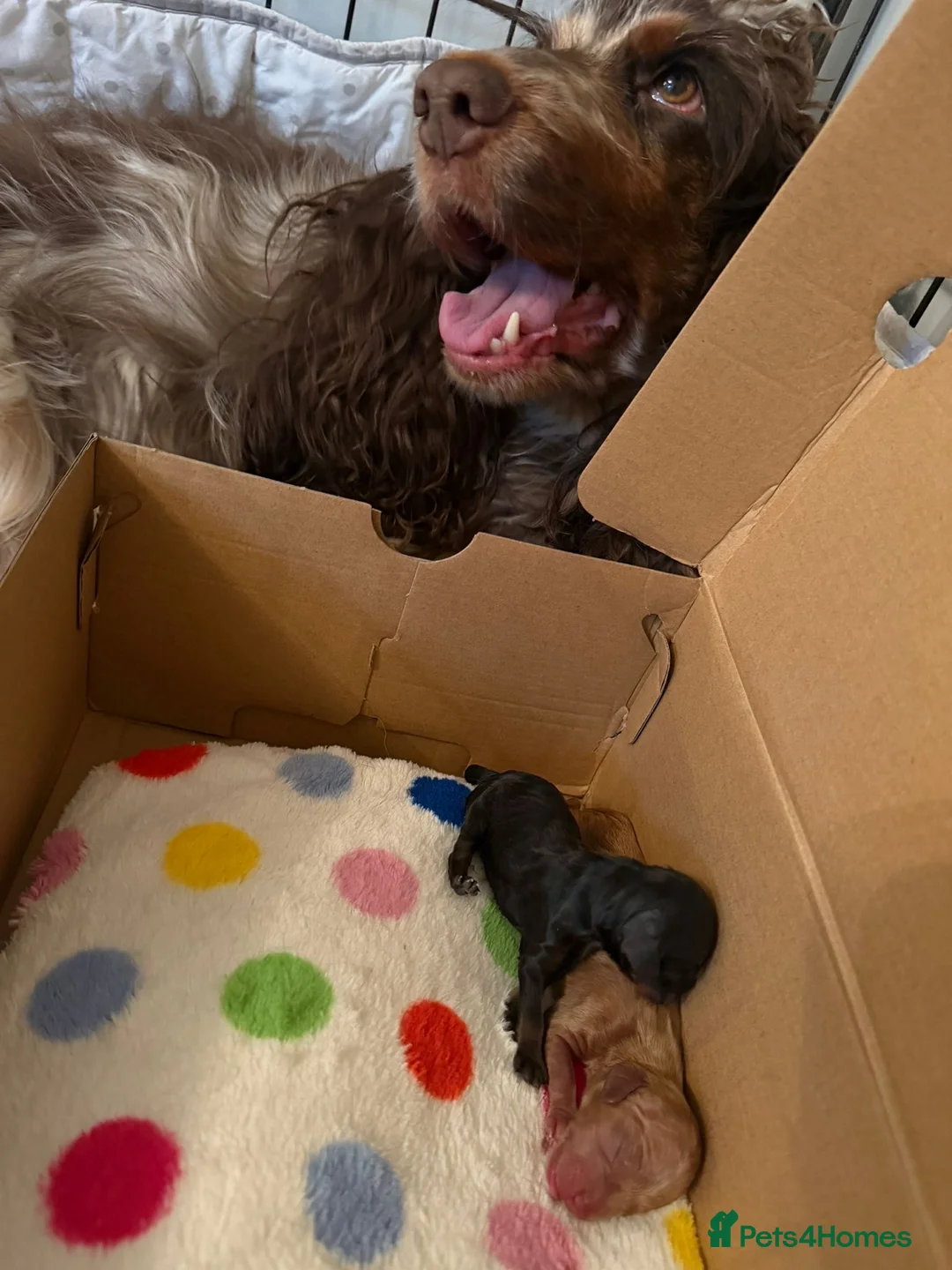 Cockapoo dogs for sale: F1 cockapoo puppies - Advert 4