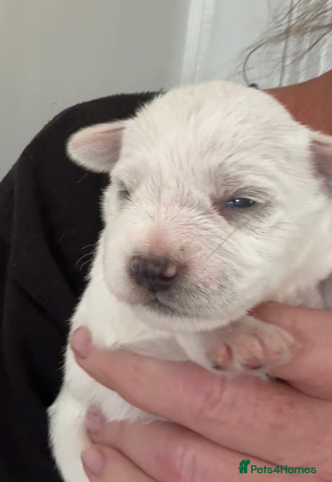 Miniature Schnauzer dogs for sale: Top Quality, health tested Mini Schnauzer pups - Image 15