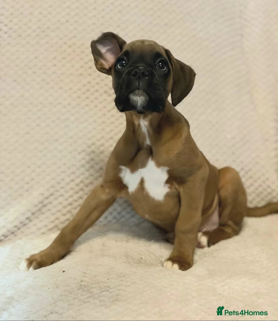 Boxer dogs for sale: Boxer puppies for sale  - Advert 6
