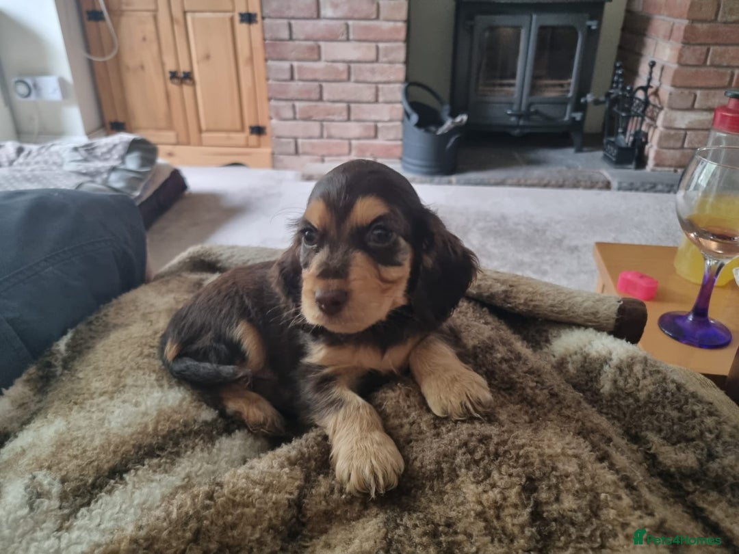 Cocker Spaniel dogs for sale: Gorgeous Chocolate & Sable Show Cocker Pups Ready - Image 4